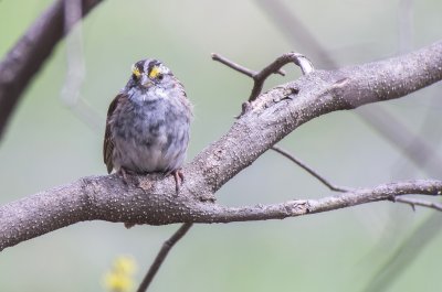 White-throated Sparrow (Male)