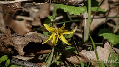 Yellow-trout Lily