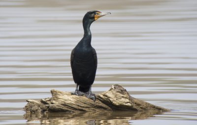 Double-crested Comorant