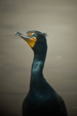 Double-crested Comorant