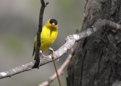 Male Goldfinch in Breeding Colors