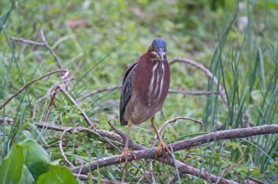 Green Heron