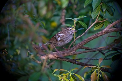 Unusual White-throated Sparrow (Male)