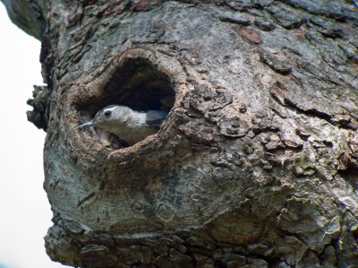 Nesting Cavity