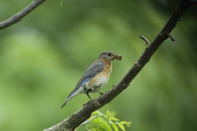 Eastern Bluebird (Female)