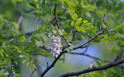 Black Locust Tree Flower