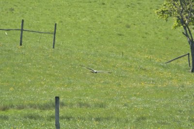 Northern Harrier