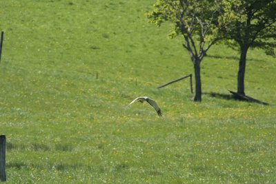 Northern Harrier