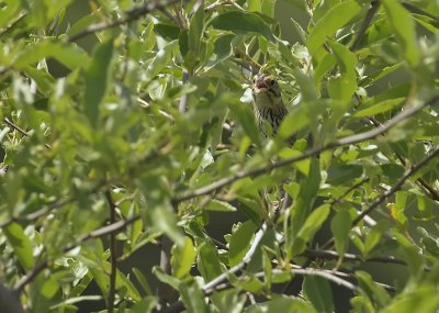 Henslow's Sparrow