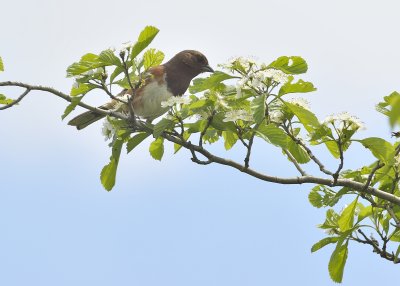 Eastern Towhee (Female)