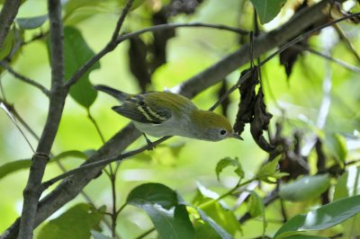 Chestnut-sided Warbler