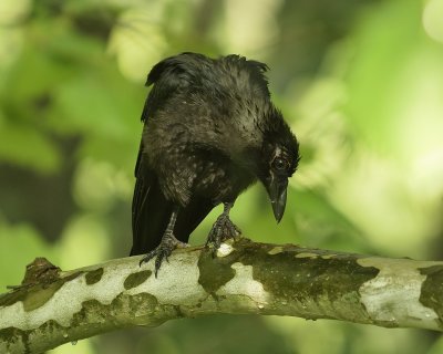 Immature Crow