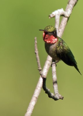 Ruby-throated Hummingbird (Male)