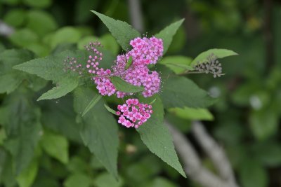 Wildflower and Grasshopper