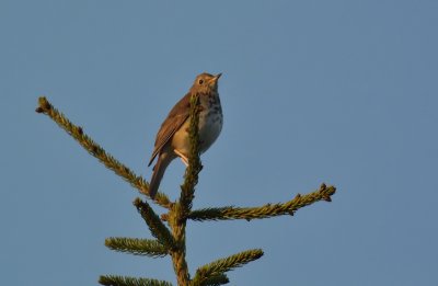 Wood Thrush - male singing for a mate