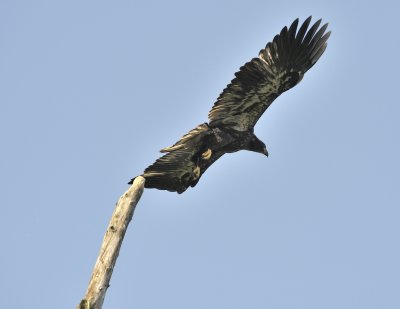 Bald Eagle (Immature)