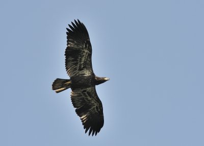 Bald Eagle (Immature)