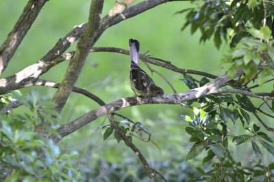 Eastern Towhee (Juvenile)