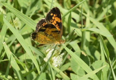 Pearl Crescent Butterfly