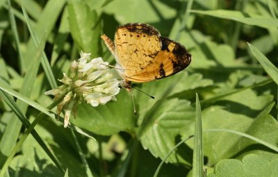 Pearl Crescent Butterfly