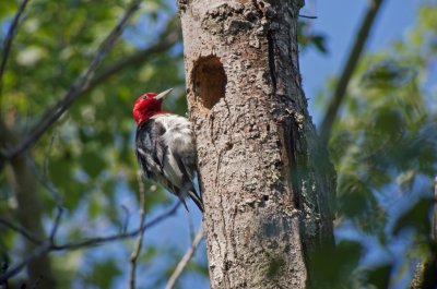 Red-headed Woodpecker