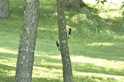 Red-headed Woodpeckers