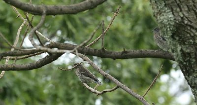 Eastern Bluebirds (Juveniles)