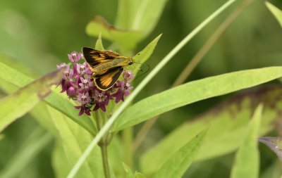 Large Brightly Colored Skipper