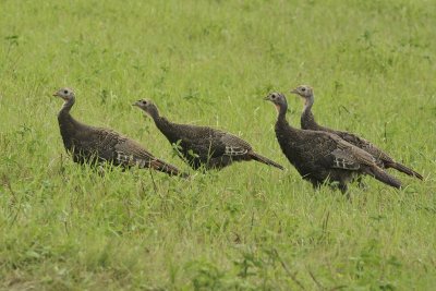 Wild Turkeys (Immature)