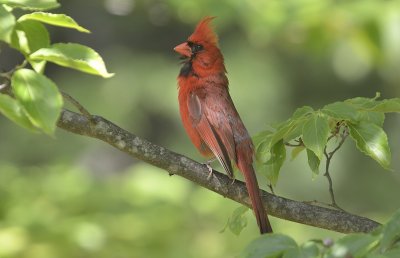 Northern Cardinal (Male)