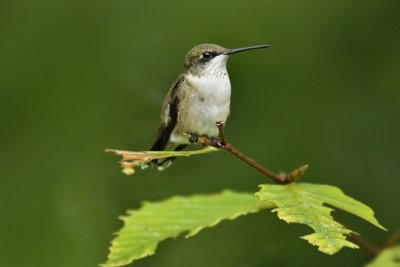 Post Breeding Hummingbird