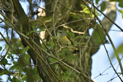 American Redstart