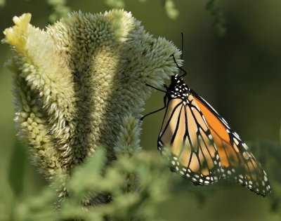 Monarch on a Cockscomb