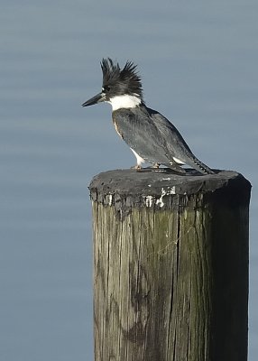 Belted Kingfisher (Female)