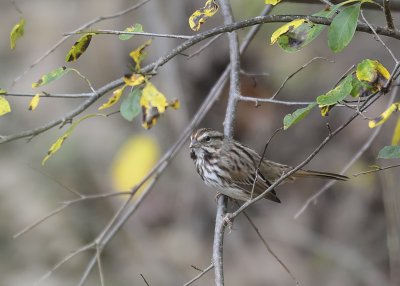 Savannah Sparrow