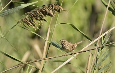 Sparrow in Tall Grass
