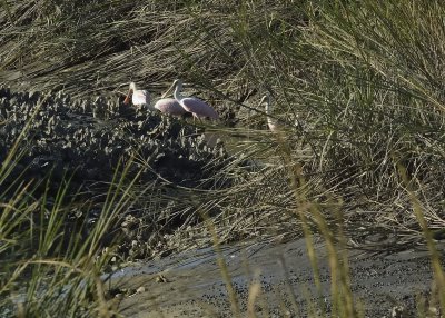 Roseate Spoonbills