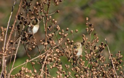 American Goldfinch (non-breeding)