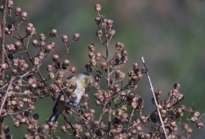 American Goldfinch (non-breeding)