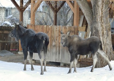 Mrs. Bullwinkle & Calf