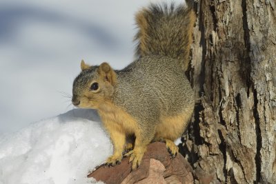 Colorado Fox Squirrel