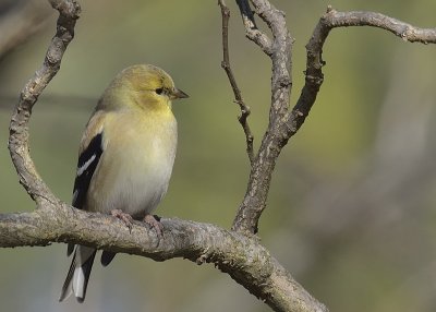 American Goldfinch (Winter Plumage)