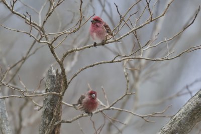Two Male Finches