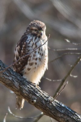 Red-tailed Hawk (Juvenile)