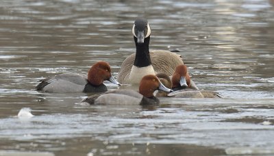 Redheads and Canada Geese