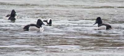 Ring-necked and Bufflehead Ducks