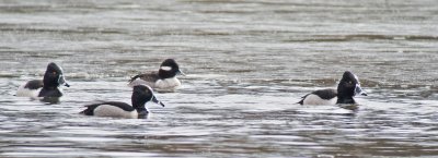 Ring-necked and Bufflehead Ducks