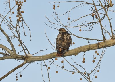 Red-tailed Hawk