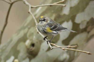Male Yellow-rumped Warbler