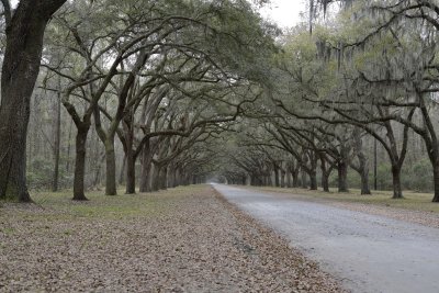 Live Oaks